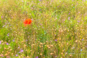 Fleurs champêtres