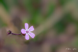 Fleur des bois (2)