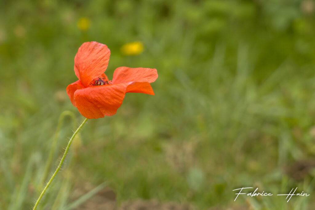 Coquelicot